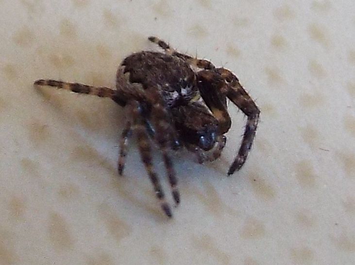 Nuctenea cfr. umbratica - Vigo di Fassa (TN)